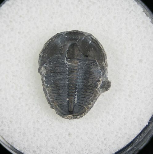 / Elrathia Trilobite Fossil - Utah #6707